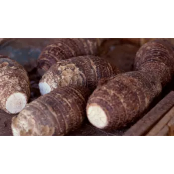 Organic Taro Root